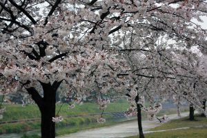 石手川 桜並木