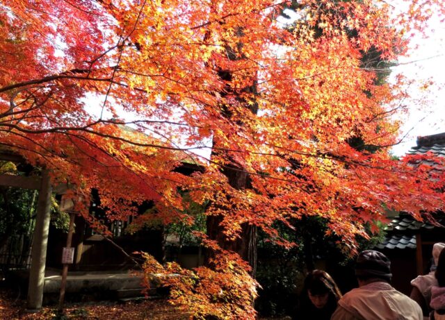 京の秋　永観堂