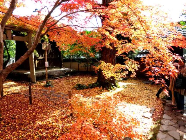 京の秋　永観堂
